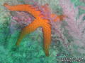 scuba diving photo