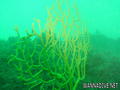 scuba diving photo
