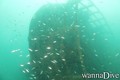 scuba diving photo