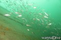 scuba diving photo