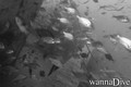scuba diving photo