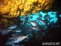 scuba diving photo