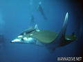 scuba diving photo