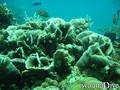scuba diving photo