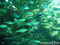 scuba diving photo