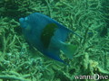 scuba diving photo