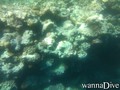 scuba diving photo