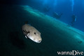 scuba diving photo