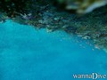 scuba diving photo