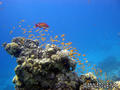 scuba diving photo