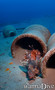 scuba diving photo