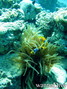 scuba diving photo