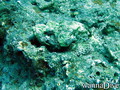 scuba diving photo