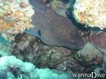 scuba diving photo
