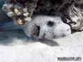 scuba diving photo
