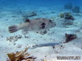 scuba diving photo