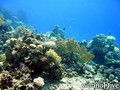 scuba diving photo