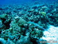 scuba diving photo
