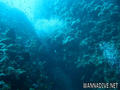 foto de buceo