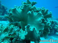 scuba diving photo