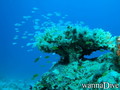 scuba diving photo