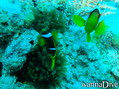 scuba diving photo