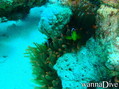 scuba diving photo