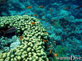 scuba diving photo