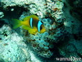 scuba diving photo