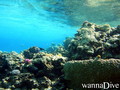 scuba diving photo