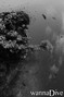 scuba diving photo