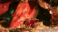 scuba diving photo