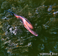 scuba diving photo