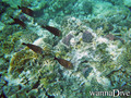 scuba diving photo