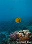 scuba diving photo