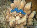 foto de buceo