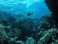 scuba diving photo