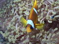 foto de buceo