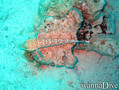 foto de buceo