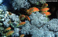 foto de buceo
