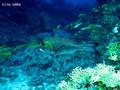 scuba diving photo