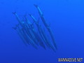 scuba diving photo