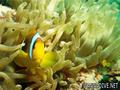 foto de buceo