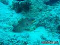 foto de buceo