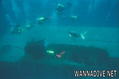 scuba diving photo