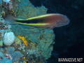 scuba diving photo