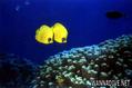 scuba diving photo
