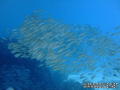 scuba diving photo