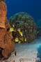 scuba diving photo