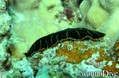 scuba diving photo